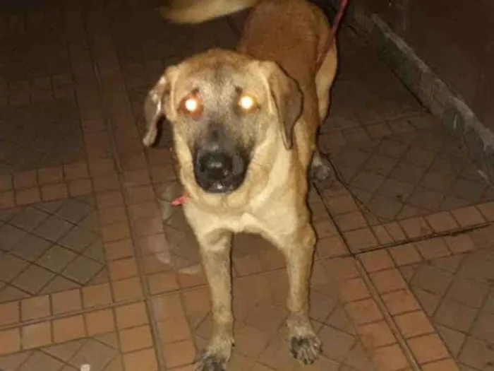 Cachorro ra a Labrador com rotwailler idade 7 a 11 meses nome Jhulie 