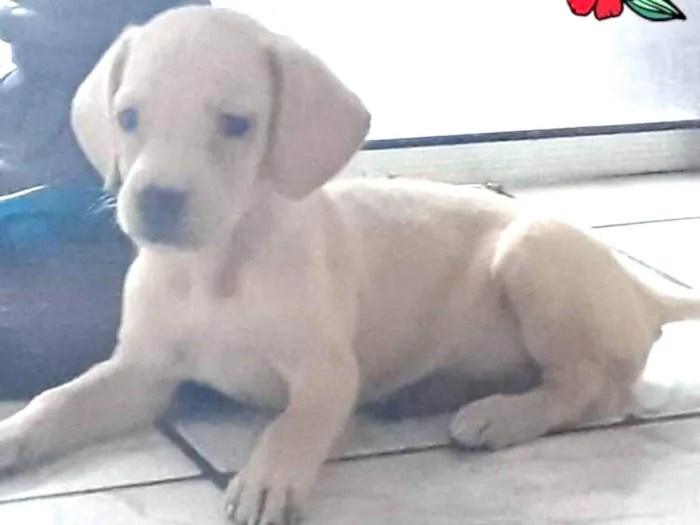 Cachorro ra a vira lata  idade 2 a 6 meses nome não possuem nomes