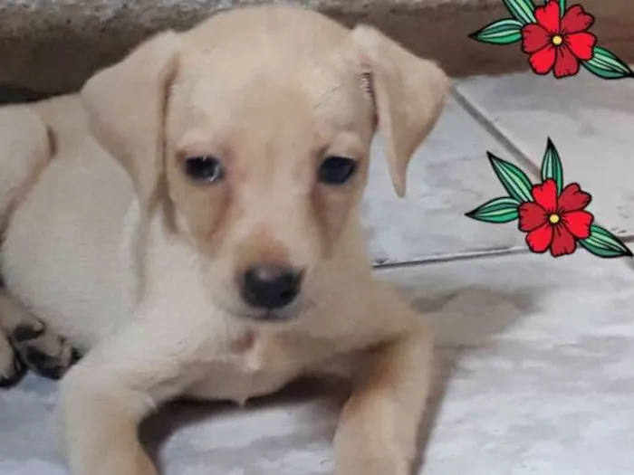 Cachorro ra a vira lata  idade 2 a 6 meses nome não possuem nomes