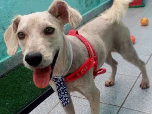 Cachorro raça Sem raça definida idade 7 a 11 meses nome LIPPE