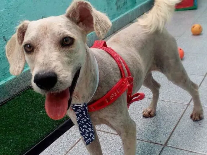 Cachorro ra a Sem raça definida idade 7 a 11 meses nome LIPPE