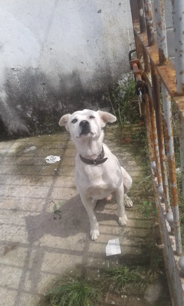 Cachorro ra a Sem Raça definida  idade 4 anos nome Branco