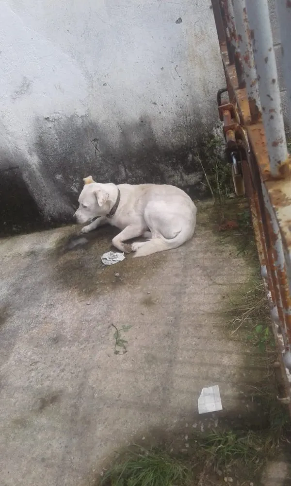 Cachorro ra a Sem Raça definida  idade 4 anos nome Branco