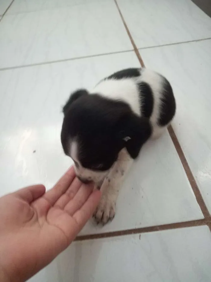 Cachorro raça Vira lata idade Abaixo de 2 meses nome Filhotes