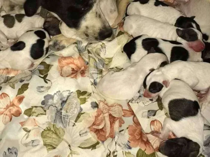 Cachorro raça Vira lata idade Abaixo de 2 meses nome Filhotes