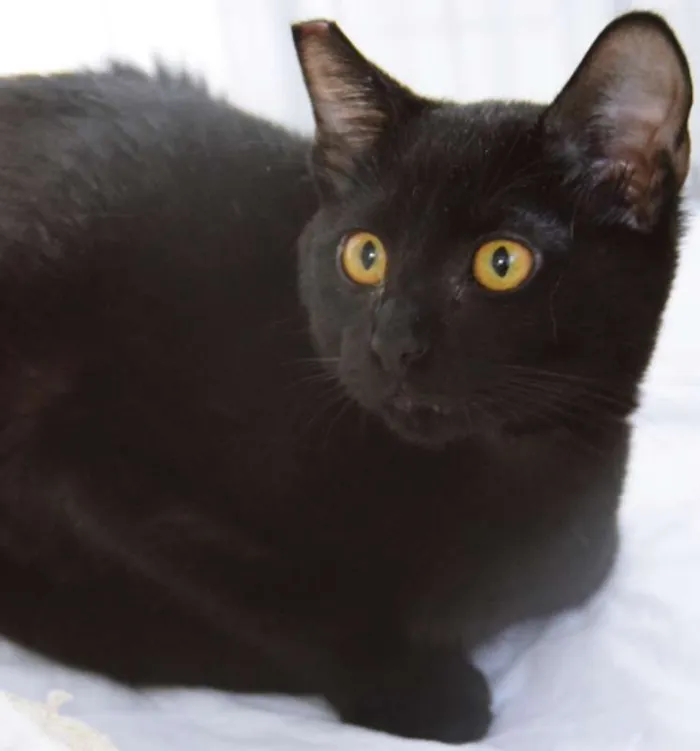 Gato ra a SRD idade 2 a 6 meses nome FELÍCIA BLACK