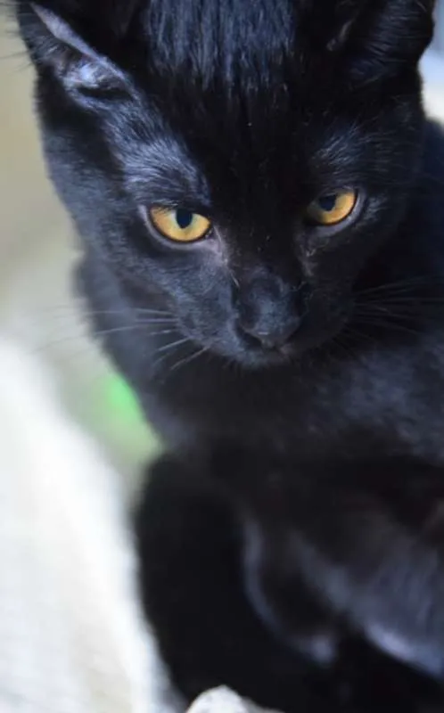 Gato ra a SRD idade 2 a 6 meses nome FELÍCIA BLACK