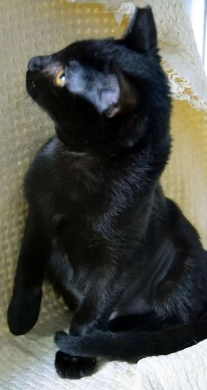 Gato ra a SRD idade 2 a 6 meses nome FELÍCIA BLACK