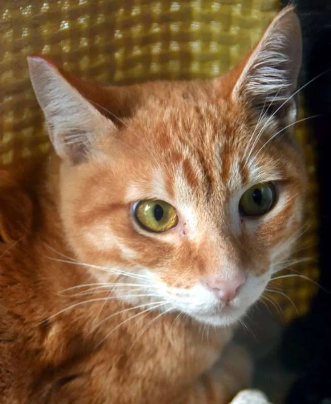 Gato ra a SRD idade 2 a 6 meses nome LAUDO LARANJA
