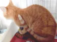 LAUDO LARANJA