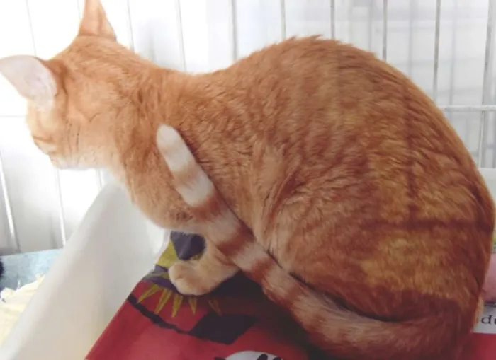 Gato ra a SRD idade 2 a 6 meses nome LAUDO LARANJA
