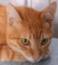 LAUDO LARANJA