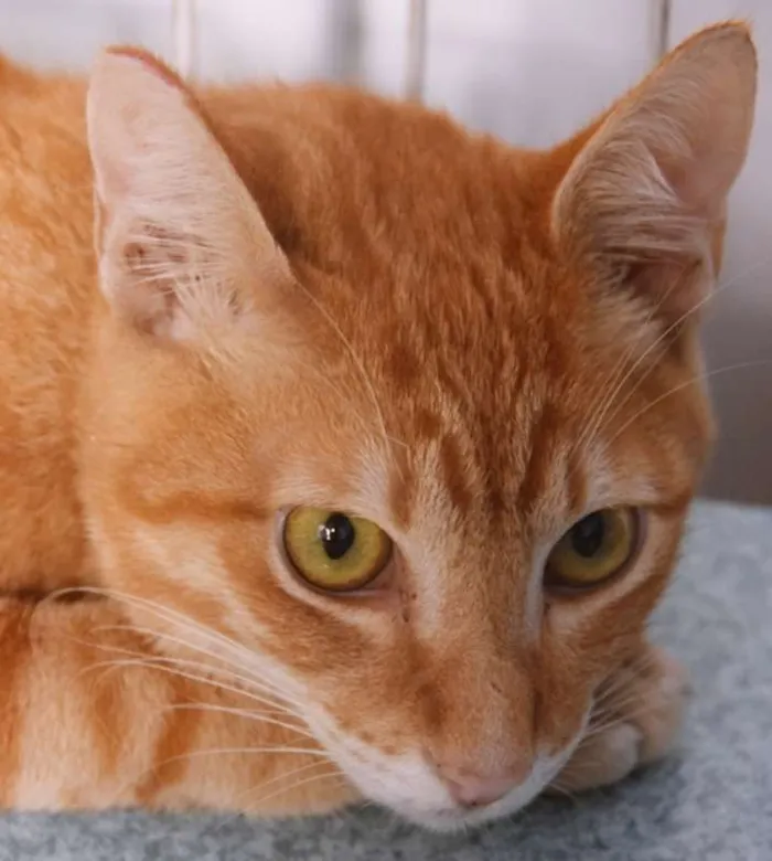 Gato ra a SRD idade 2 a 6 meses nome LAUDO LARANJA