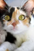 MIRELA TRICOLOR