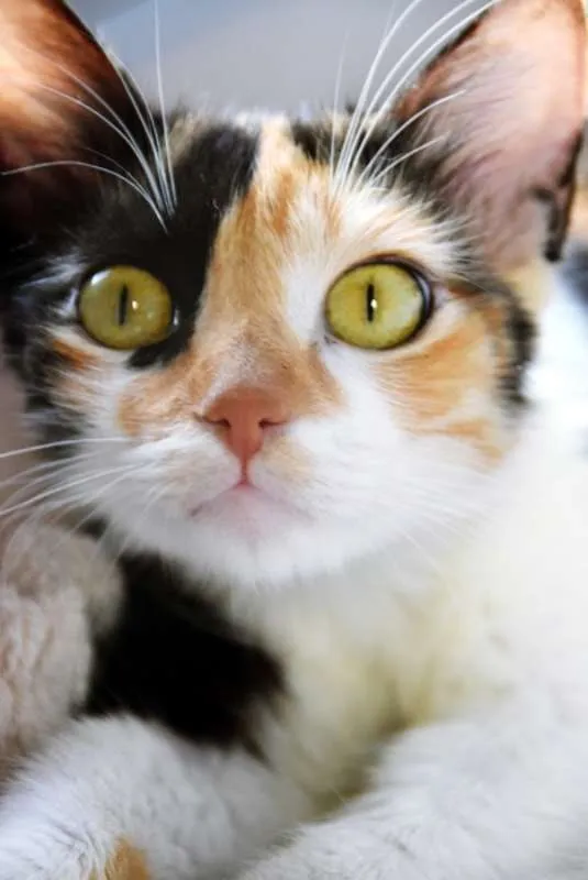 Gato ra a SRD idade 2 a 6 meses nome MIRELA TRICOLOR