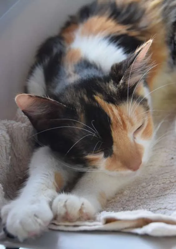 Gato ra a SRD idade 2 a 6 meses nome MIRELA TRICOLOR