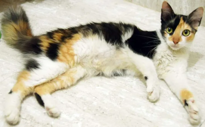 Gato ra a SRD idade 2 a 6 meses nome MIRELA TRICOLOR