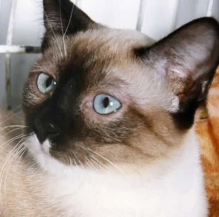 Gato ra a SRD idade 2 a 6 meses nome ANÉSIA MIX
