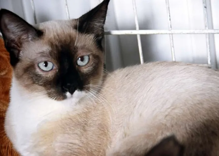 Gato ra a SRD idade 2 a 6 meses nome ANÉSIA MIX