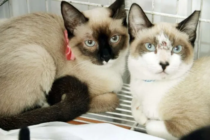 Gato ra a SRD idade 2 a 6 meses nome ANÉSIA MIX