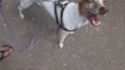 Jolie