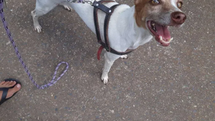 Cachorro ra a SRD  idade 6 ou mais anos nome Jolie