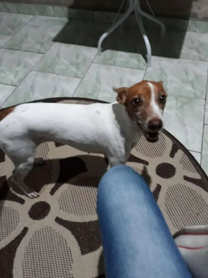Cachorro ra a SRD  idade 6 ou mais anos nome Jolie