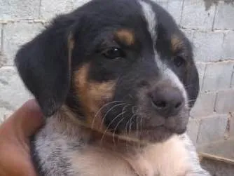 Cachorro ra a Vira Lata idade Abaixo de 2 meses nome Lili