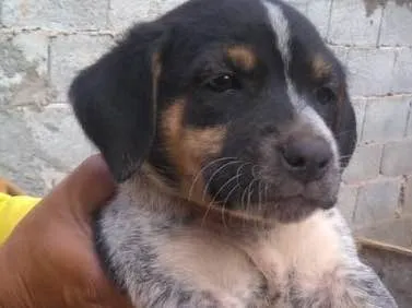 Cachorro ra a Vira Lata idade Abaixo de 2 meses nome Lili