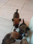 Filhotinhos de cacho