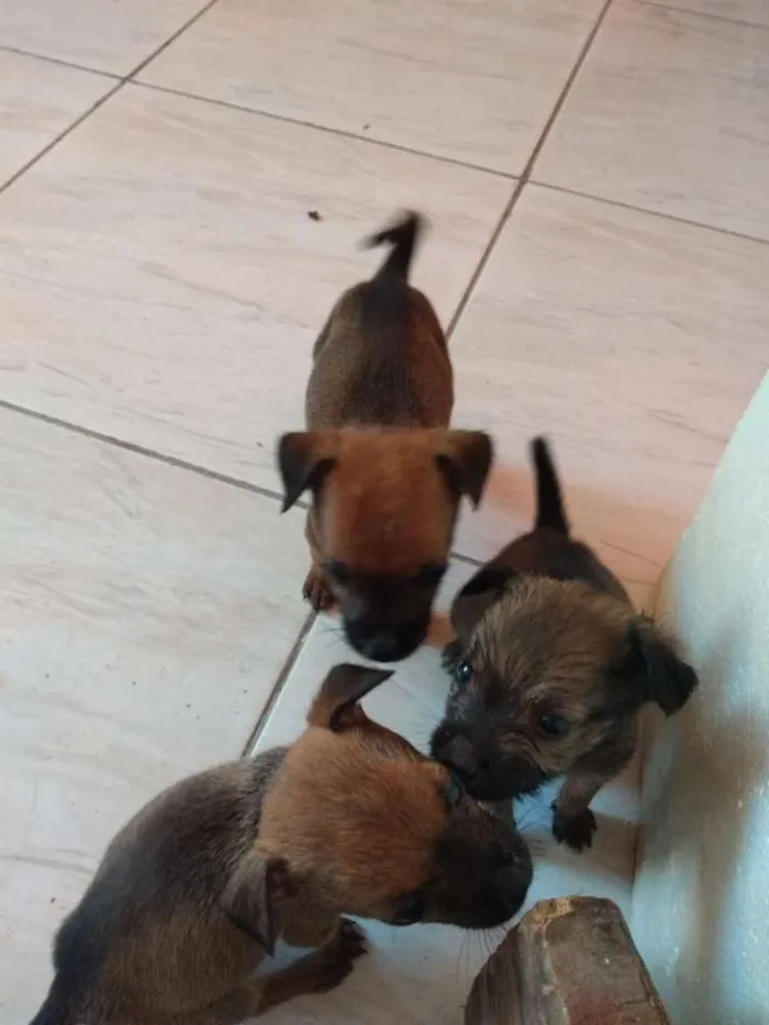 Cachorro ra a  idade Abaixo de 2 meses nome Filhotinhos de cacho
