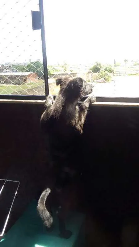 Cachorro ra a sem definição idade 7 a 11 meses nome max