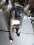 Gato raça  idade 2 a 6 meses nome Fêmea 