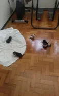 Vários gatinhos