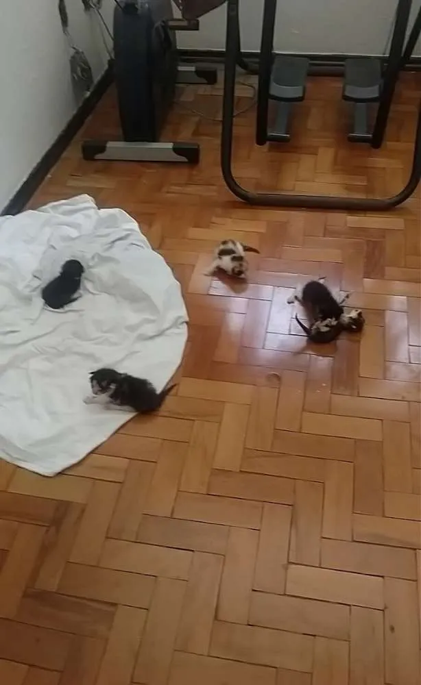 Gato ra a  idade Abaixo de 2 meses nome Vários gatinhos
