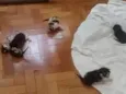 Vários gatinhos