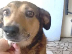 Cachorro raça  idade 1 ano nome Misturinha