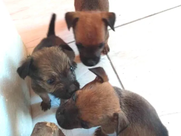 Cachorro ra a  idade Abaixo de 2 meses nome Filhotinhos de cacho