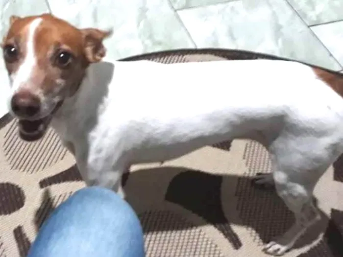 Cachorro ra a SRD  idade 6 ou mais anos nome Jolie