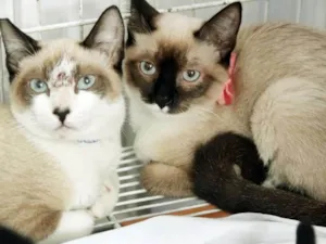 Gato raça SRD idade 2 a 6 meses nome ANÉSIA MIX