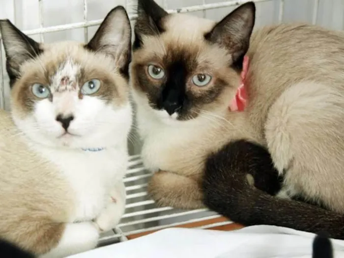 Gato ra a SRD idade 2 a 6 meses nome ANÉSIA MIX