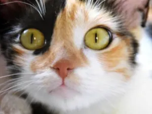 Gato raça SRD idade 2 a 6 meses nome MIRELA TRICOLOR