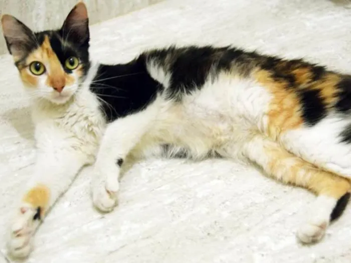 Gato ra a SRD idade 2 a 6 meses nome MIRELA TRICOLOR