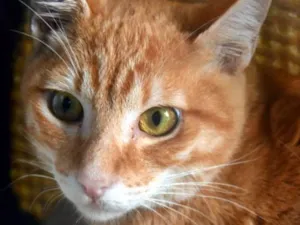 Gato raça SRD idade 2 a 6 meses nome LAUDO LARANJA