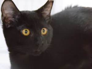 Gato raça SRD idade 2 a 6 meses nome FELÍCIA BLACK