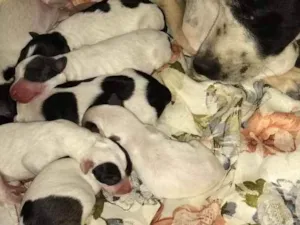 Cachorro raça Vira lata idade Abaixo de 2 meses nome Filhotes