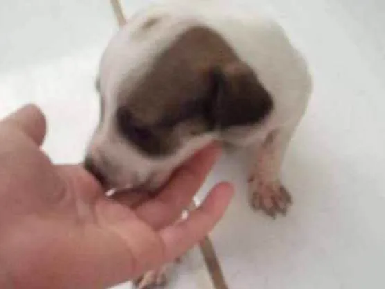 Cachorro raça Vira lata idade Abaixo de 2 meses nome Filhotes