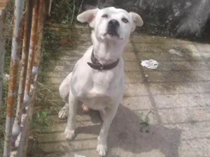Cachorro raça Sem Raça definida  idade 4 anos nome Branco