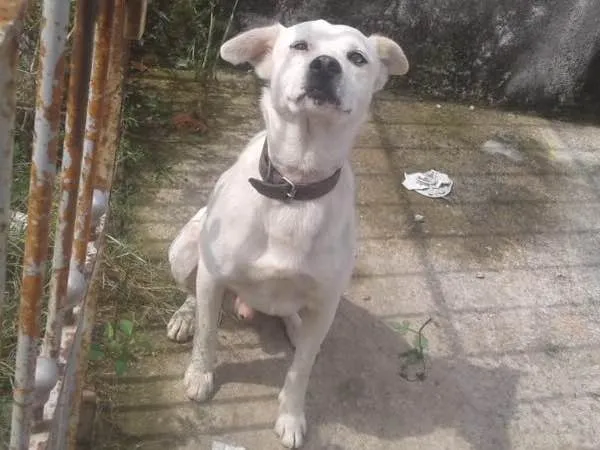 Cachorro ra a Sem Raça definida  idade 4 anos nome Branco