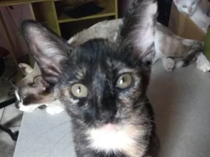 Gato raça  idade 2 a 6 meses nome Fêmea 